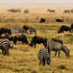 5 places to trip in africa